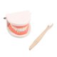 thumbnail image 1 of Juguete educativo Montessori para práctica de ayudas didácticas para cepillado de dientes (modelo de diente) Likrtyny juguetes de los niños, 1 of 7