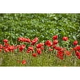 thumbnail image 2 of Posterazzi DPI1881276 Red Wildflowers - Northumberland, England Poster Print, 19 x 12, 2 of 4