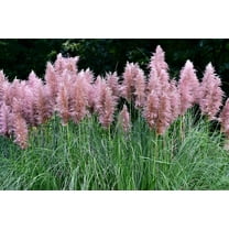 200 Ornamental PINK PAMPAS GRASS Cortaderia Selloana Rosea Seeds