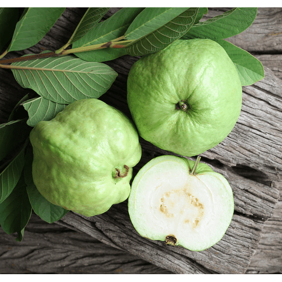 White Guava Tree Live for Planting, Sweet Guava Plant for Outdoor Garden 8 to 10 Inch Tall in 4 Inch pot