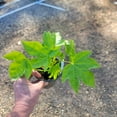 thumbnail image 6 of Fatsia Japonica ( japanese aralia ) - Live Plant - ( 1 QT ) - Evergreen - Prefers Shade, 6 of 6