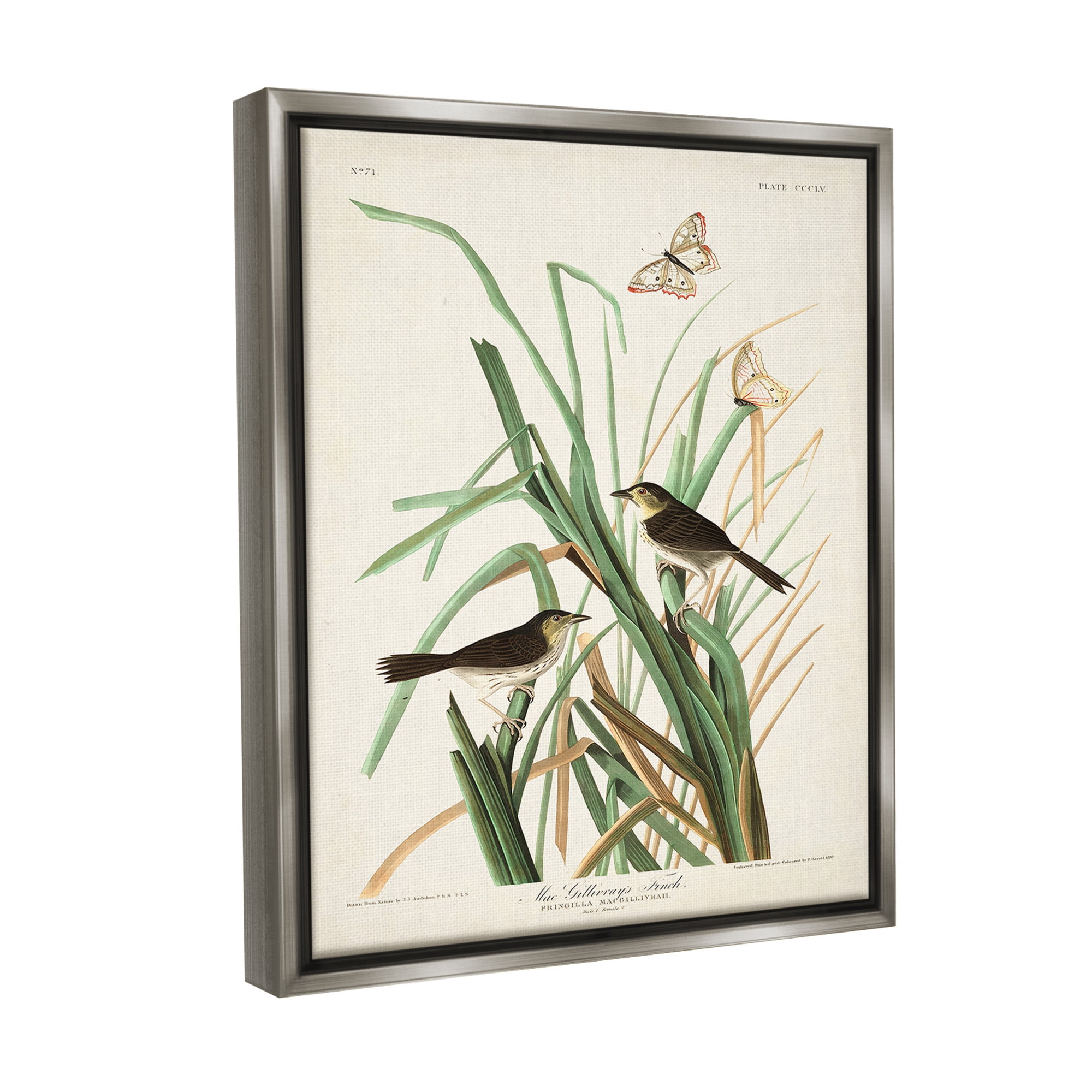 Stupell Industries Traditional Nature Study Animals & Insects Painting Gray Floater Framed Canvas Art Print Wall Art, 17 x 21