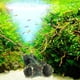 thumbnail image 5 of Adorno de tanque de peces de madera flotante artificial, decoración de árbol de acuario de resina para Hugtrwg  Para estrenar, 5 of 6