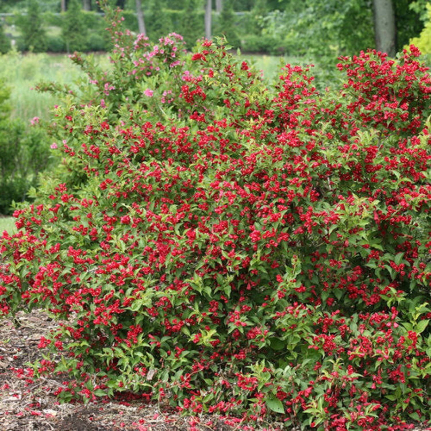 Proven Winners ColorChoice 6" Sonic Bloom Red Reblooming Weigela Live Plant in 7.5" Pot