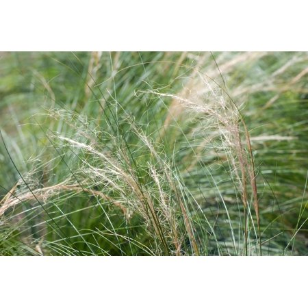 Classy Groundcovers, Tufted Hair Grass, Ticklegrass, Winter Bentgrass, Rough Bent, Fine Grass, Golden Tufted Grass (tray of 50 cells)