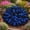B, variant on `Hosta Flower Bulbs, Easy‑Grow Low Maintenance Perennial, Suitable for Garden Beds, Borders, Pots and Planters`