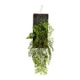 thumbnail image 1 of Vickerman FE191824 24 Po. Vert Mini Leaf sur Bois Plaque, 1 of 2