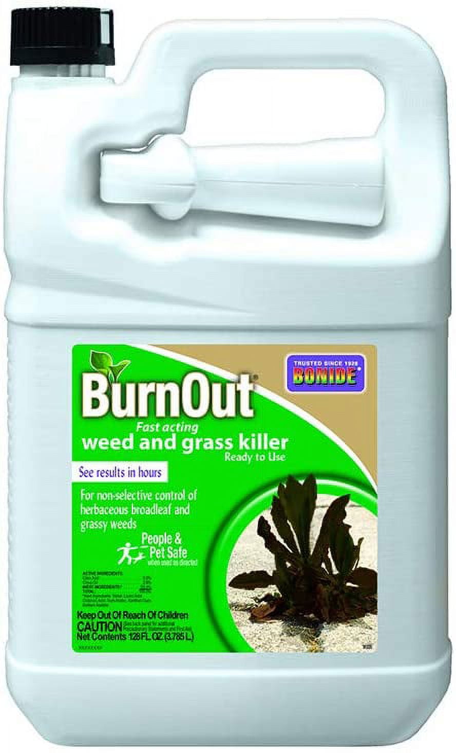 bonsai flame tree Avergo Bonsai Starter Kit  Growing Jacaranda Bonzai Tree