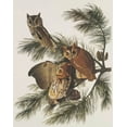 thumbnail image 2 of Audubon, John James 12x14 Gold Ornate Wood Framed with Double Matting Museum Art Print Titled - Little Screech Owl or Mottled Owl, 2 of 4