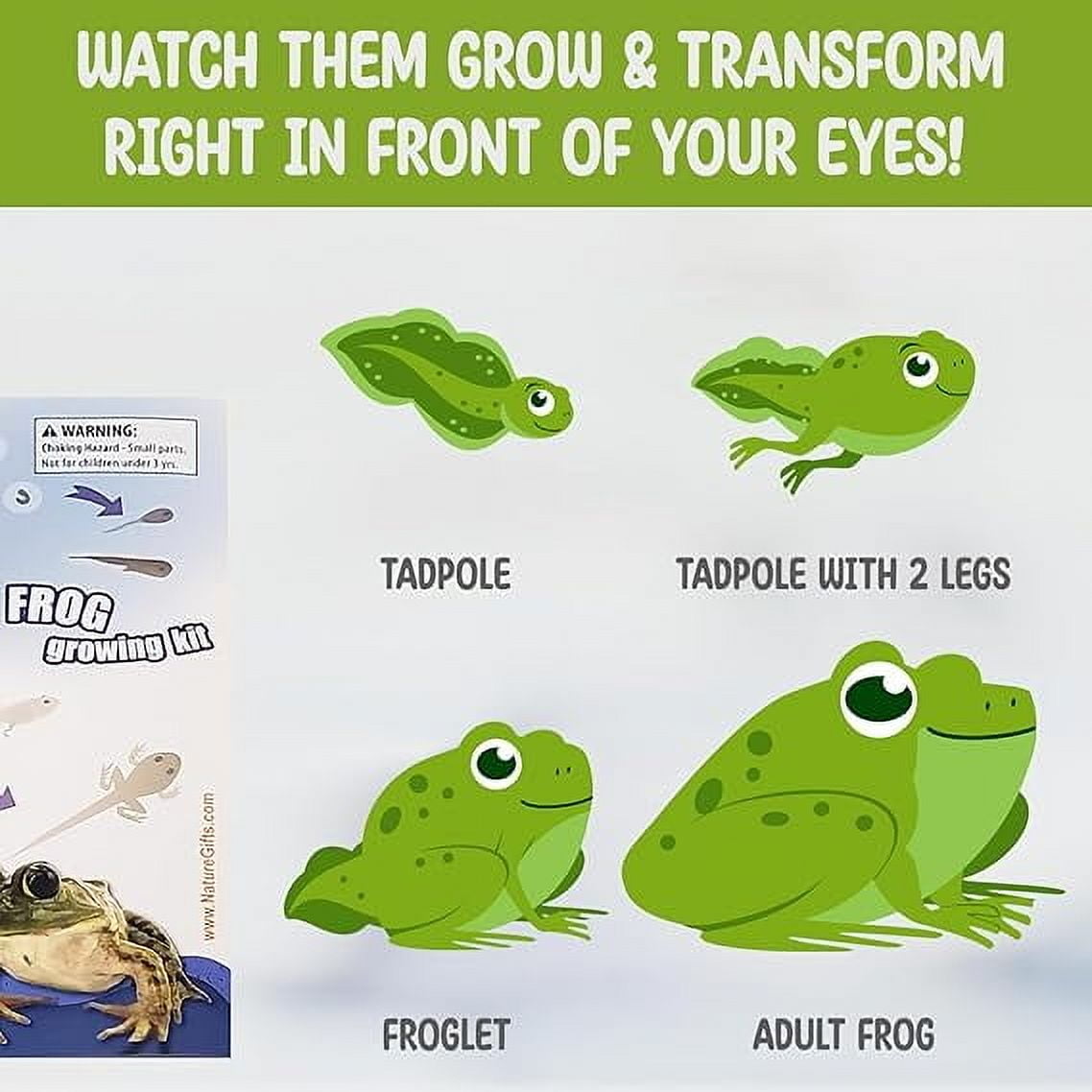 Cycle Diagram Frog Cycle Company Which Country Worksheet Frog