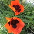 thumbnail image 4 of RedCrocus 'Brilliant' Oriental Poppy - Vibrant Orange-Red Blooms, Pollinator-Friendly, Border and Cottage Garden Perennial, Well-Drained Soil, Deer Resistant  1 Quart (Pack of 10), 4 of 20