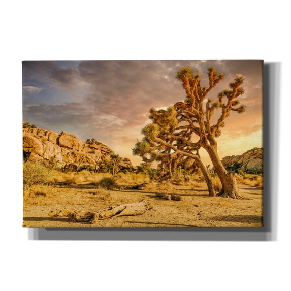 Epic Graffiti 'Joshua Tree Golden Hour' by Mark A Paulda, Canvas Wall Art, 26"x18"