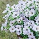 thumbnail image 3 of 12 Manojos de Flores Artificiales de Otoño, Decoración de Otoño Al Aire Libre a Prueba de Decoloración para Porche, Jardín, Patio, Sala de Estar, Recámara - Arreglo Floral Decorativo Multiusos, 3 of 10