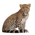 thumbnail image 2 of Leopard Panthera Pardus 6 Wall Decal by Wallmonkeys Peel and Stick Graphic (48 in W x 45 in H) WM115652, 2 of 4