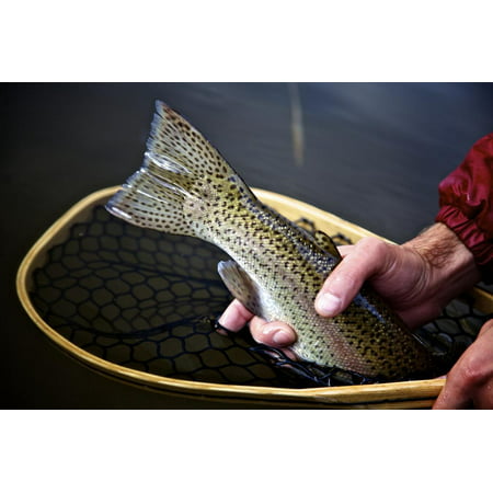 Closeup Image of Rainbow Trout in a Fly Fishing Net in Colorado Print Wall Art By Adam
