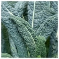 thumbnail image 2 of Everwilde Farms - 1 oz Lacinato Kale Seeds - Gold Vault Bulk Seed Packet, 2 of 3