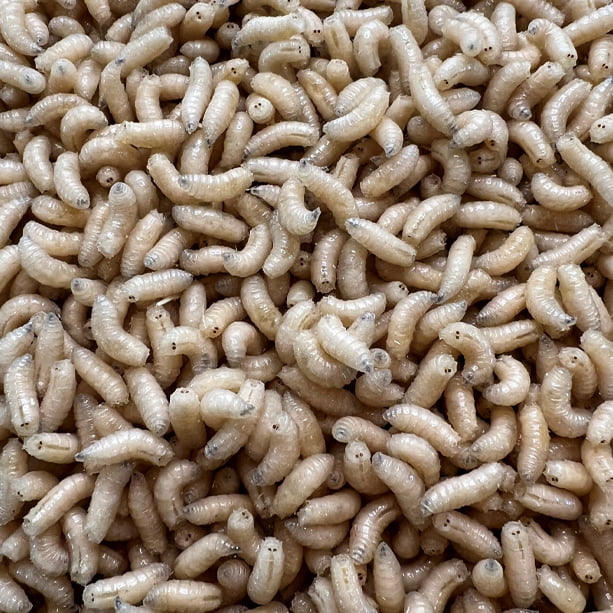 Speedy Worm - Live White Spikes - 500 Count / Fishing Bait, Reptile Food,  Bird Food & Zoos, Live Bait / Live Arrival Guarantee 