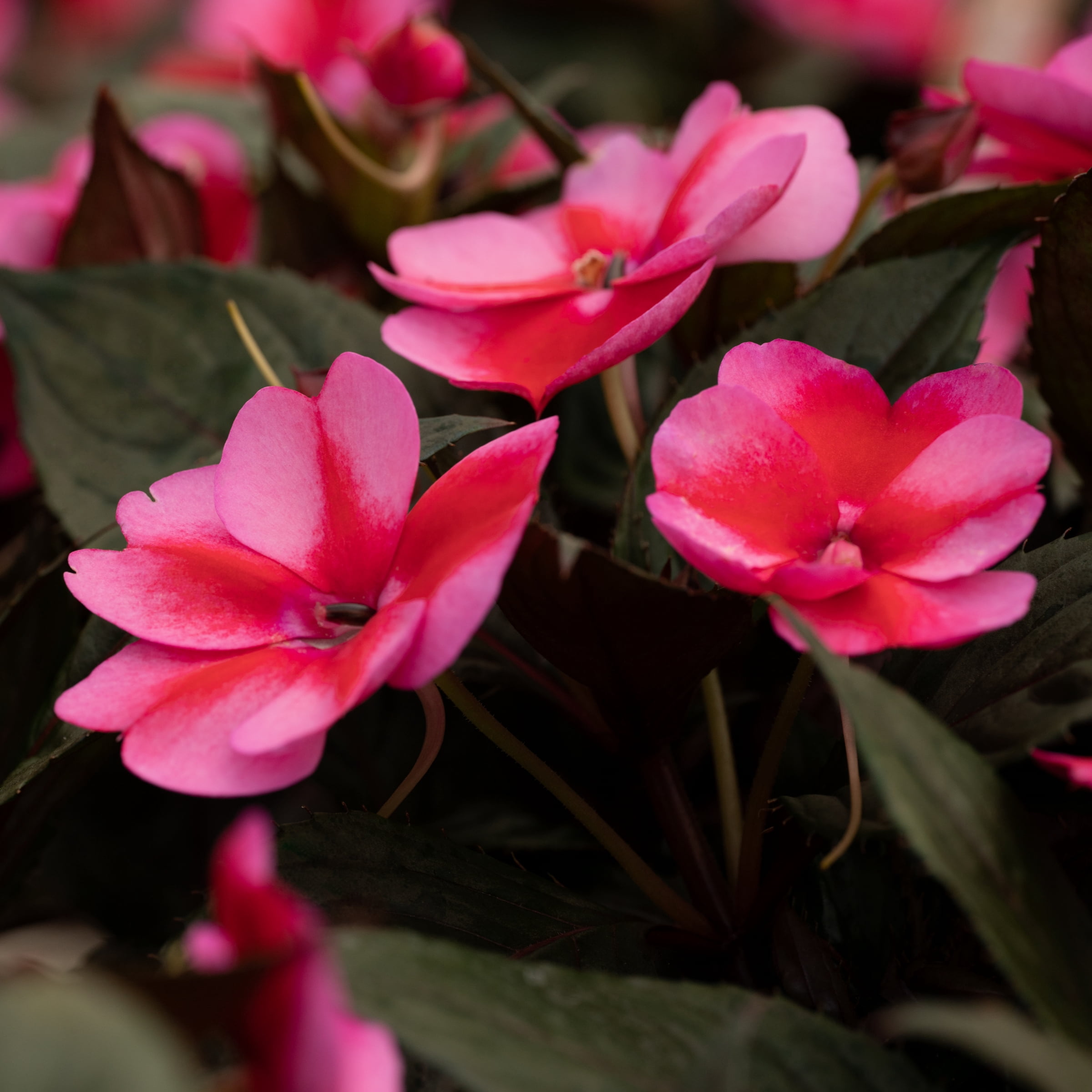 2.5 in. Impatiens Red Candy SunPatiens Live Annual Plant with Full Sunlight (3-Pack)