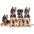 thumbnail image 2 of HUGFEGWE Handmade Dog Collars, Puppy Collars 10 Embroidery Thread Colors Dog Collars with Pet Name and Phone Number, Personalized ID Pet Collar U2537-30130, 2 of 7