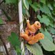 thumbnail image 4 of Maceta Colgante con Forma de Ardilla Trepadora para Balcón, Jardín, Exterior, Decoración, 4 of 7
