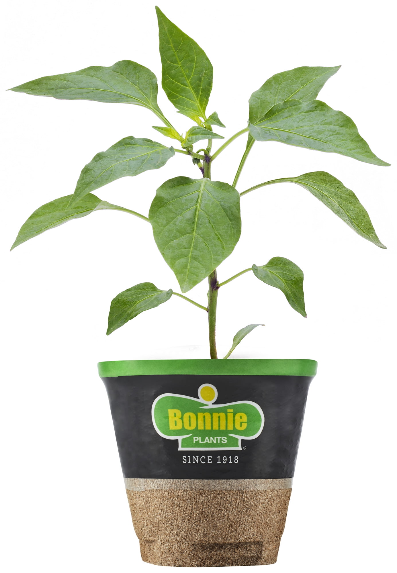 Bonnie Plants Green Sweet Bell Pepper (Live Plant