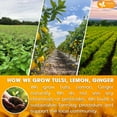thumbnail image 4 of FreshDrinkUS, Premium 135 Tulsi Lemon Ginger Tea Bags, 100% Natural & Pure from Tulsi Holy Basil Leaves, Lemon and Ginger. Made with Natural Material Tea Bags. No Sugar, No Caffeine, Vegan., 4 of 9