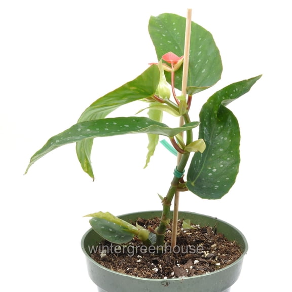 Begonia Maculata Tamaya, Bamboo Cane Begonia - Pot Size: 4.5" - Shade Plants