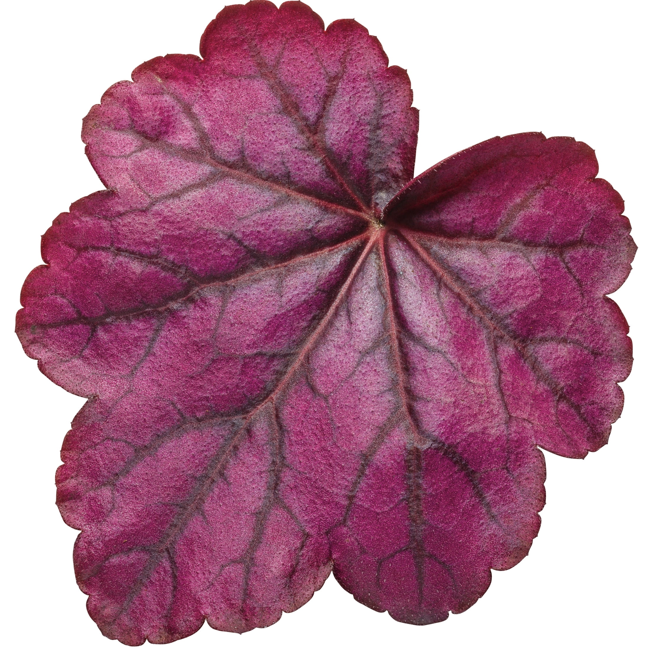 Proven Winners 6" Purple Primo 'Wild Rose' Coral Bells Live Plant in 6.5" Pot