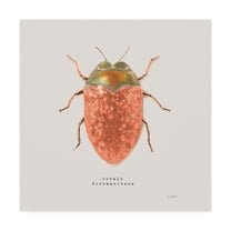 Trademark Fine Art 'Adorning Coleoptera V Sq Camelia' Canvas Art by James Wiens
