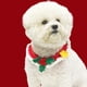 thumbnail image 3 of Christmas holly branches, Christmas cat dog yarn crochet collars, rabbit collars, party pet accessories, outdoor collars - M (25-30cm), 3 of 5