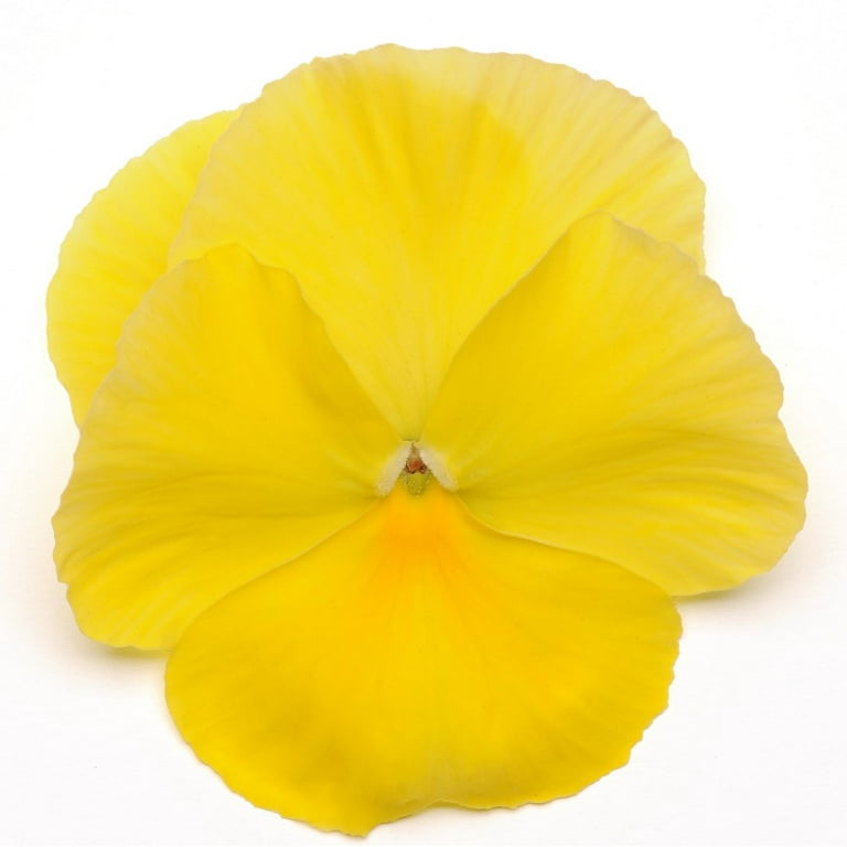 数回使用 139cm yellow bus GARDEN× バインSMサイズ Expert Gardener 1.5 Gallon Hanging Basket Multicolor Pansy Annual