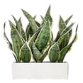 thumbnail image 1 of Planta Artificial en Maceta Vickerman Sansevieria 15 cm con Maceta, 1 of 1