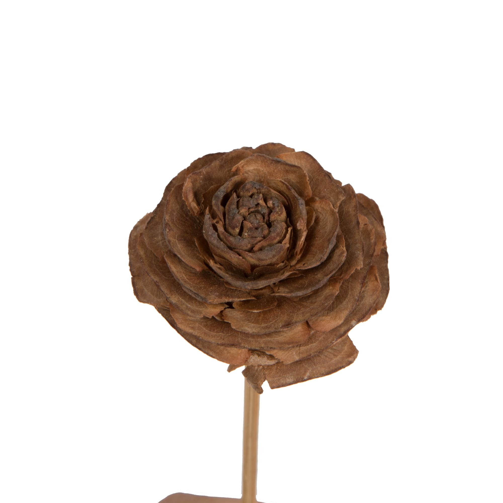 Vickerman Natural Botanicals 1.3"-1.75" Cedar Rose, Natural on Stem. Includes 50 pieces per polybag.