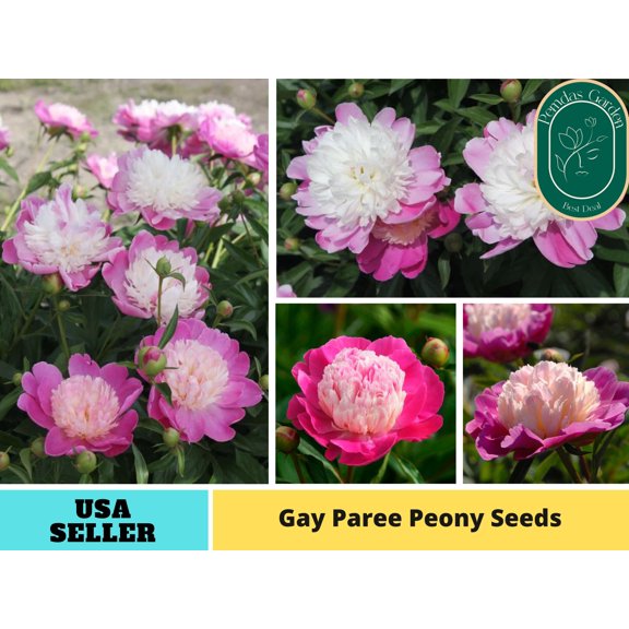 10 Seeds| Gay Paree Peony Perennial Seeds - Authentic Seeds - Perennial~GMO Free~~Flower seeds ~ Asian Garden~ B5G1B018