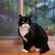 thumbnail image 3 of 2Pcs Cat Neck Ring Adjustable Cat Collar Reflective Cat Collar Breakaway Cat Collars, 3 of 4