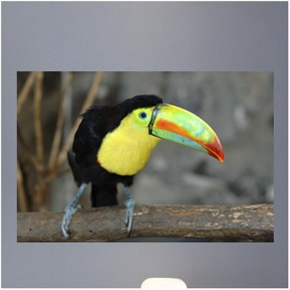 Wallhogs Toucan I Wall Mural