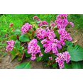 thumbnail image 1 of GSDWIUEW 100 Graines, BERGENIA HEARTLEAF PIGSQUEAK BERGENIA Cordifolia, 1 of 3