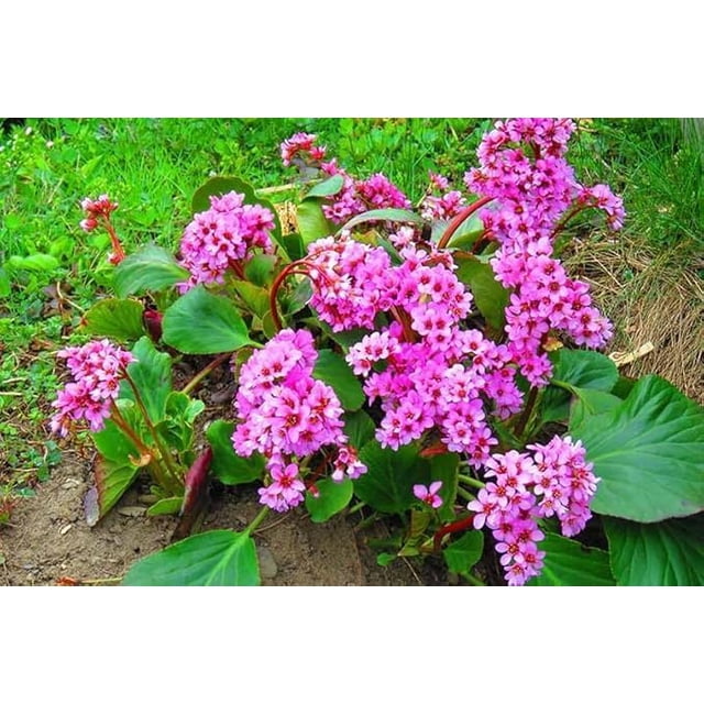 GSDWIUEW 100 Graines, BERGENIA HEARTLEAF PIGSQUEAK BERGENIA Cordifolia