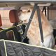 thumbnail image 2 of Alfombrilla trasera para banco trasero, impermeable, antideslizante, Protector de asiento de coche para perros, gatos, mascotas, 2 of 8