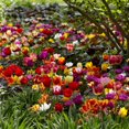 thumbnail image 1 of Flower Bulbs - Tulip Assorted ( 100 Bulbs  ), 1 of 1