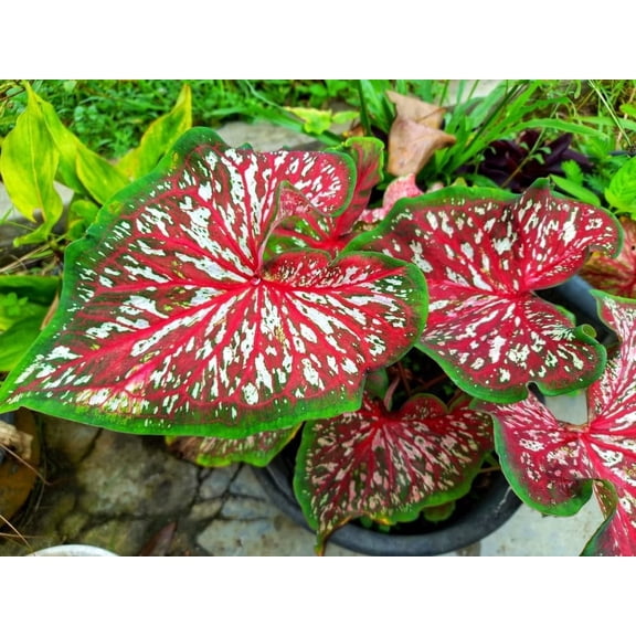 6 Carolyn Whorton Caladium Bulbs for Planting - Fancy (6 Bulbs)