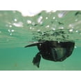 thumbnail image 4 of ActionHat Camo Flat Bill - Patented Floating Hat Mount Compatible for GoPro DJI Insta360 Action Cameras, 4 of 5