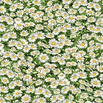 Timeless Treasures Peaceful Garden Packed Daisies Multi 100% Cotton Fabric sold by the yard