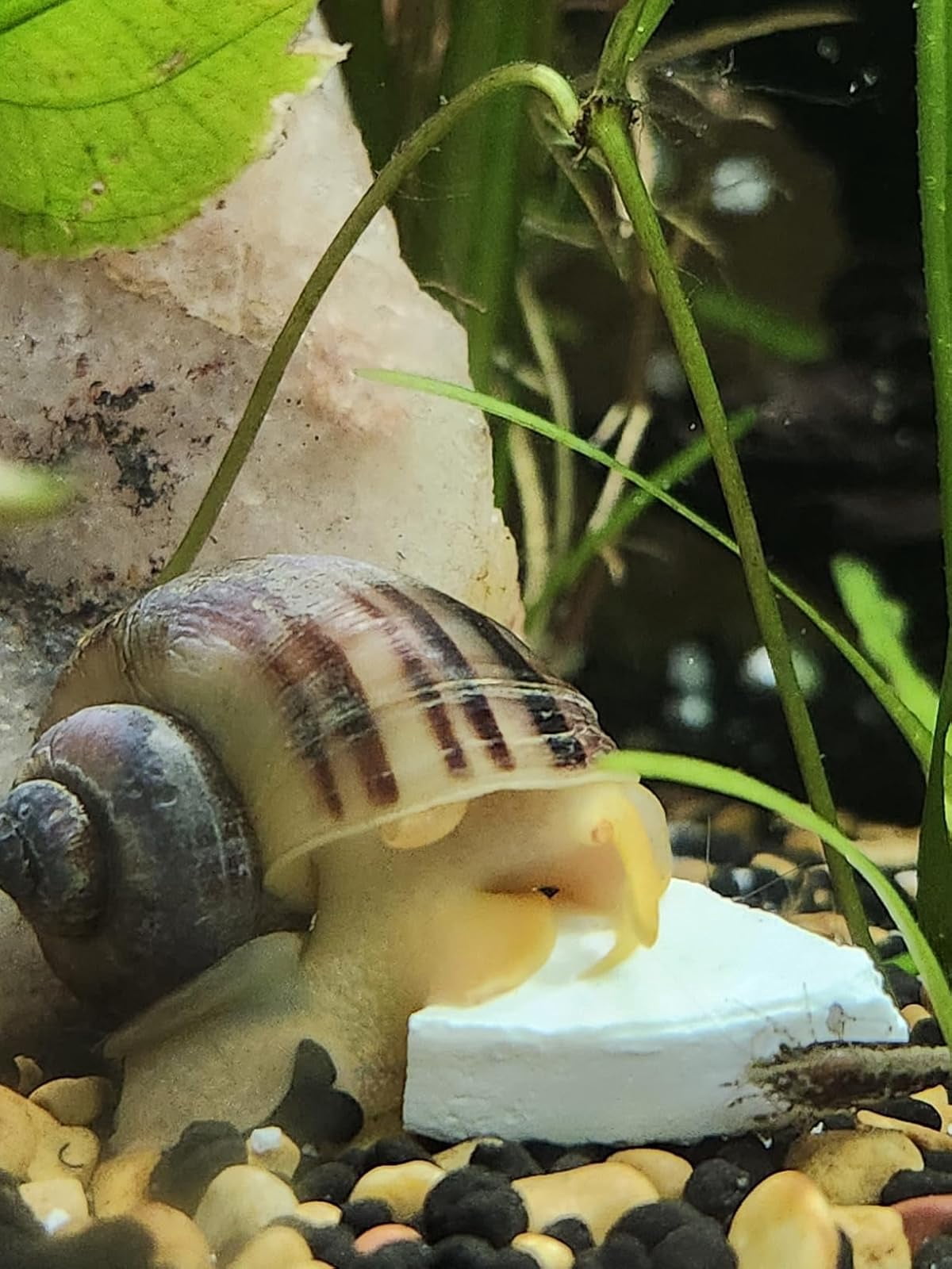 Calcium Feeder Disks  for Shrimp, Snails, Crabs, Crayfish, Hermit Crabs and all Tropical Fish, 90 Count Jar of Small & Medium & Large