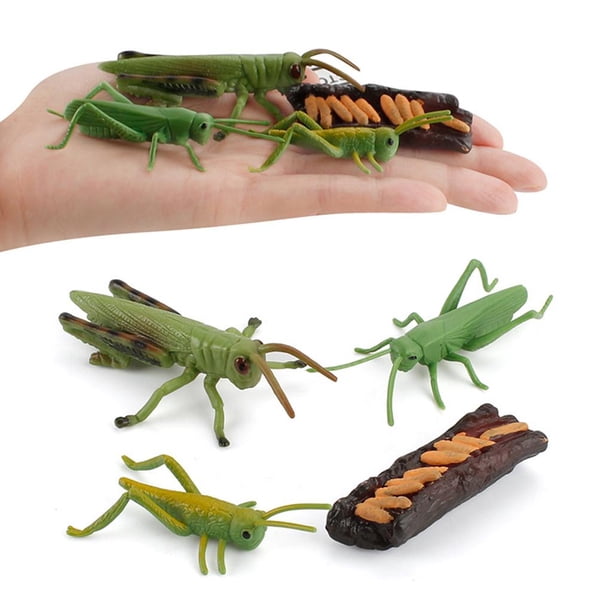 El de Saltamontes / Caracol de La Naturaleza Juguetes Cognitivos para Estilo 1 Baoblaze Juego de crecimiento de insectos