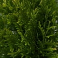 thumbnail image 3 of Expert Gardener Green Giant Arborvitae (2.5 Gallon) Fast Growing Evergreen Thuja Tree - Full Sun Live Outdoor Plant, 3 of 6