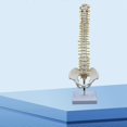 thumbnail image 3 of 45cm Human Spine With Pelvic Human Anatomical Anatomy Spine Spinal Column +stand Fexible, 3 of 5