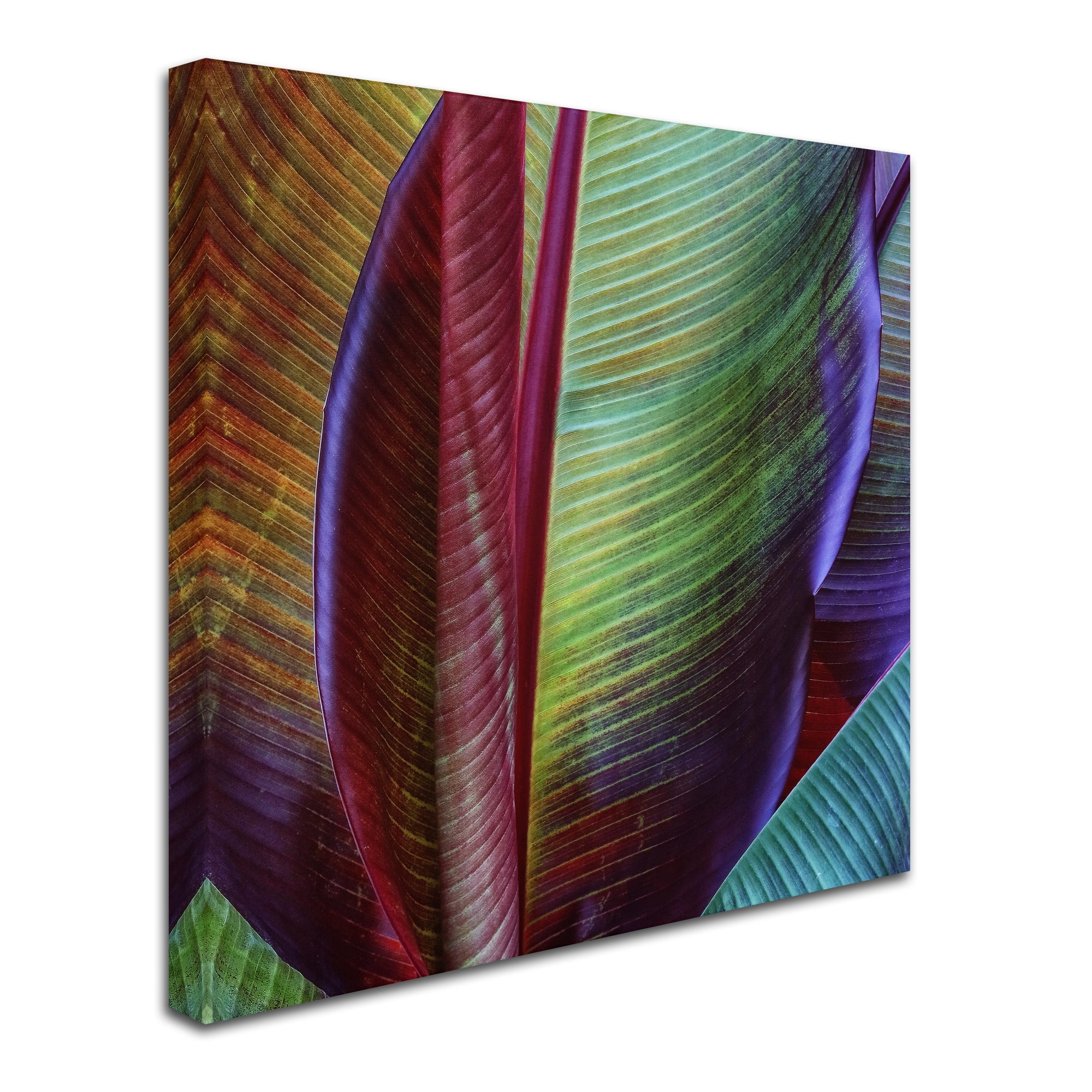 Trademark Fine Art 'Banana Skin' Canvas Art by Francois Casanova