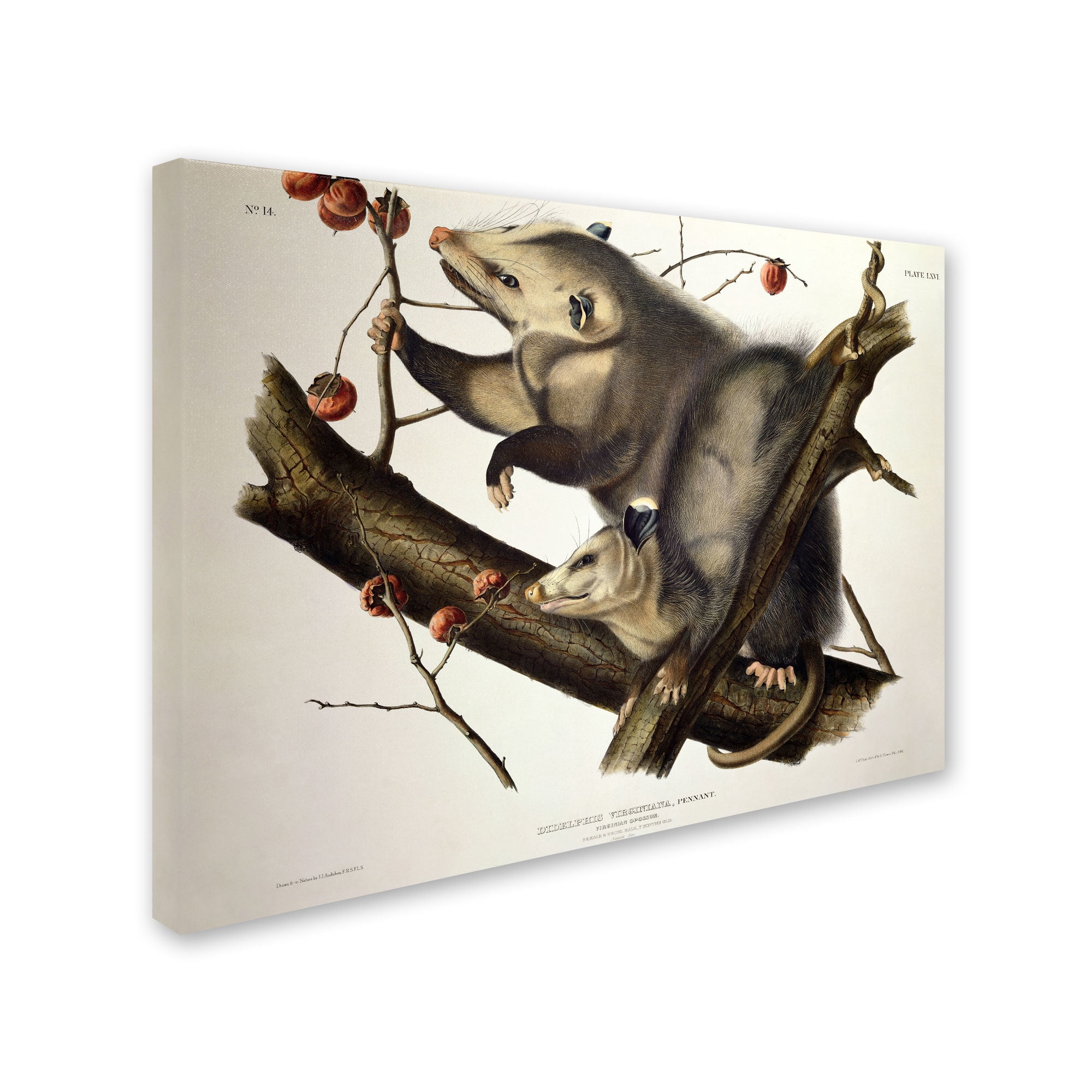 Trademark Fine Art "Virginian Opossum" Canvas Art by John James Audubon