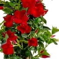 thumbnail image 2 of Island Blooms Live Indoor Mandevilla Plant in 10 inch Grower’s Pot – 20In Tall - Full Sun, 2 of 8